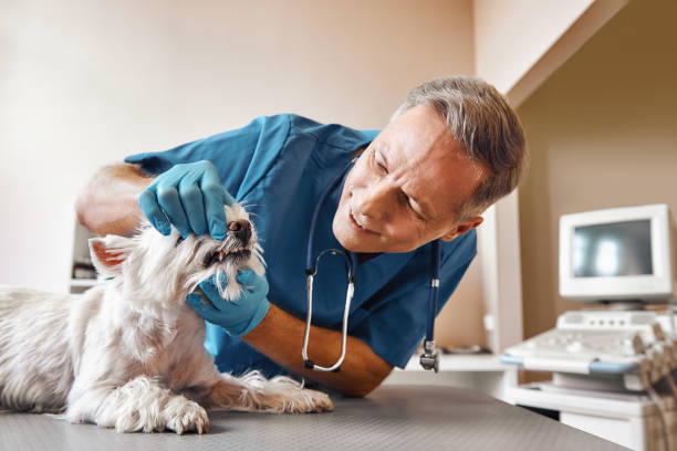 Best 24-Hour Emergency Dental Care in K I Sawyer, MI
